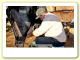 Leite ao p� da vaca