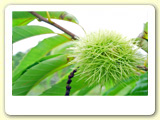 Pomar de frutas