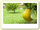 Pomar de frutas