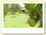 Pomar de frutas