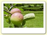 Pomar de frutas