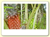 Pomar de frutas