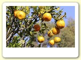 Pomar de frutas