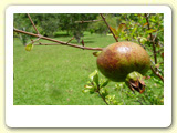 Pomar de frutas