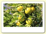 Pomar de frutas